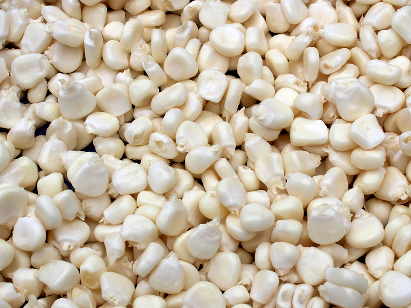 Granos de maíz blanco